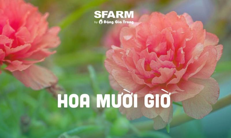 anh-so-sanh-dac-diem-cua-hoa-muoi-gio-my-va-thai