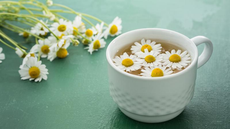 Tác dụng của hoa cúc mâm xôi với hệ miễn dịch