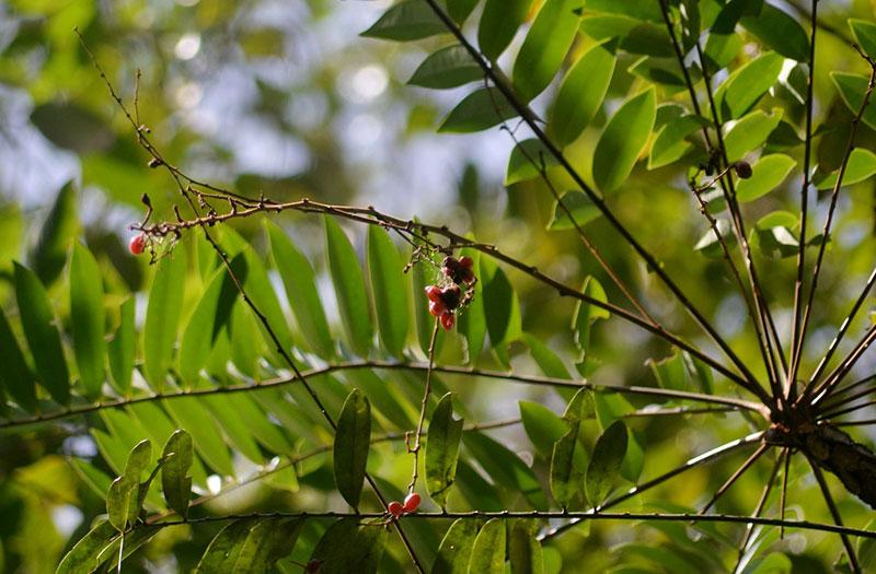 Hình ảnh thảo dược trên cây