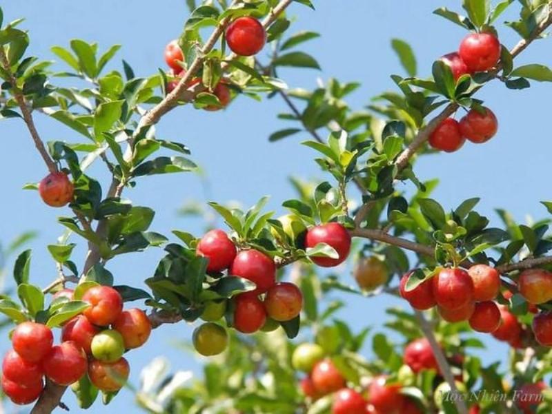 Nông dân thu hoạch cẩn thận hoa thạch thảo tím, nguyên liệu quý cho gia công thực phẩm chức năng