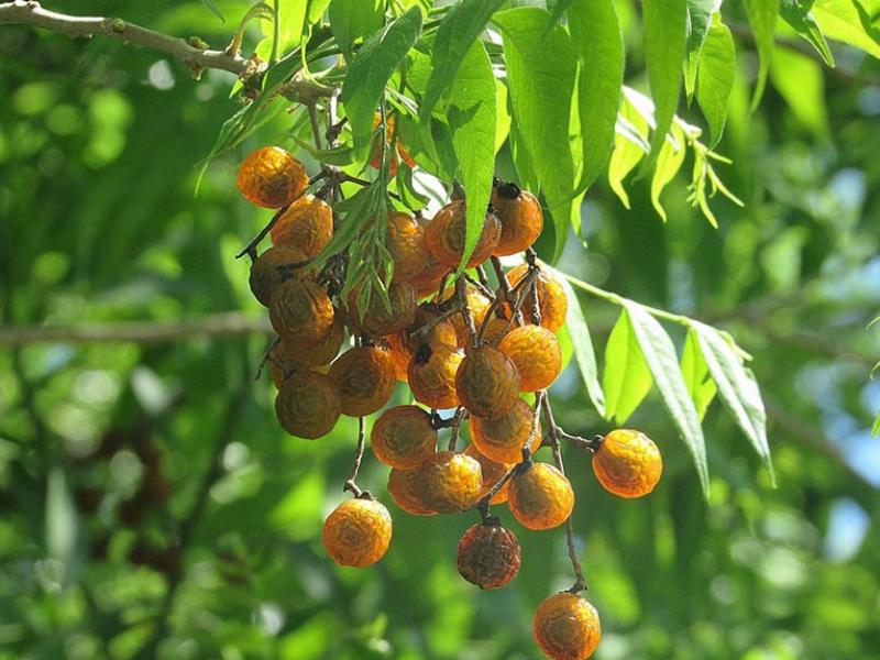 thanh-phan-hoa-hoc-cua-trai-bo-hon