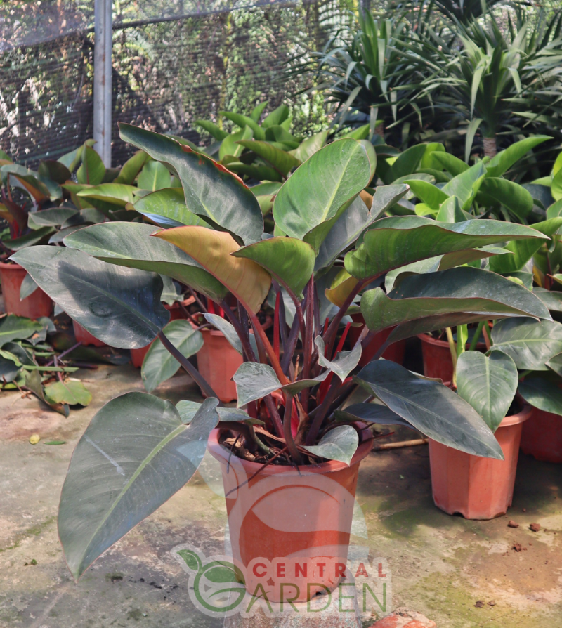 Trầu Bà Đế Vương Trong Không Gian Phòng Khách Hiện Đại