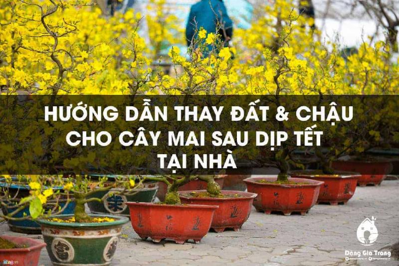 Người trồng mai đang chuẩn bị đất trồng tơi xốp cho cây mai vàng, hỗn hợp gồm đất, tro trấu, xơ dừa
