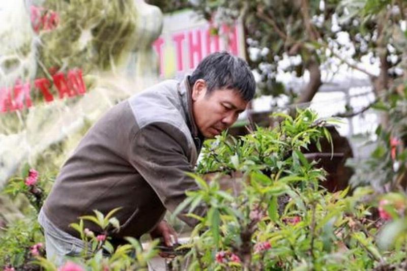 Hình ảnh nghệ nhân đang tỉ mỉ chăm sóc cây đào thất thốn