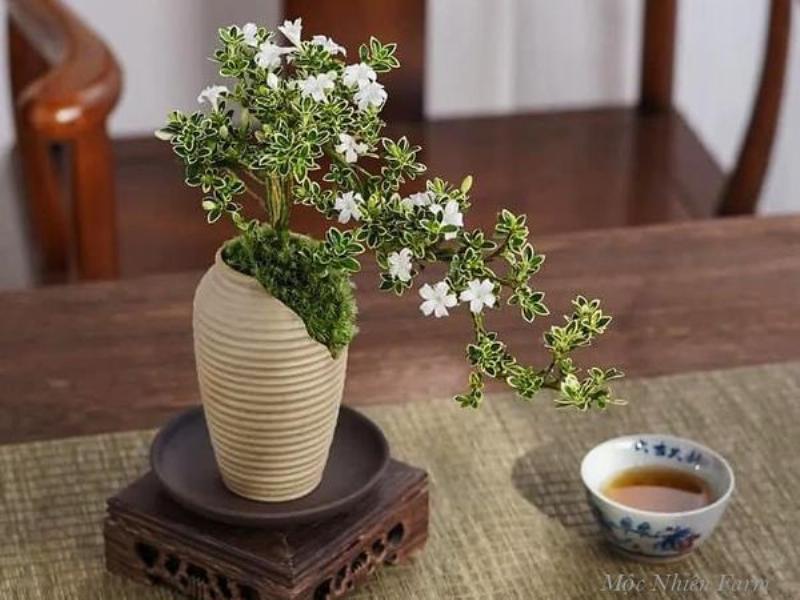 Cận cảnh nhành cây tùng tuyết mai với những bông hoa trắng tinh khôi nở rộ, lá xanh bóng đặc trưng