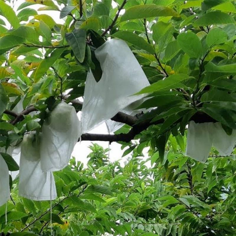 Ứng dụng cây xuyến chi trong nông nghiệp