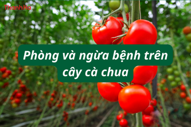 Vấn đề thường gặp khi trồng cà chua