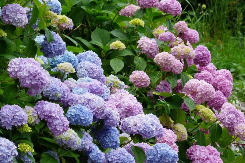 Hình ảnh cận cảnh vẻ đẹp và sự quyến rũ của hoa cẩm tú cầu trong đời thường