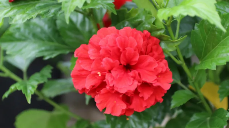 Viên Uống Hoa Râm Bụt