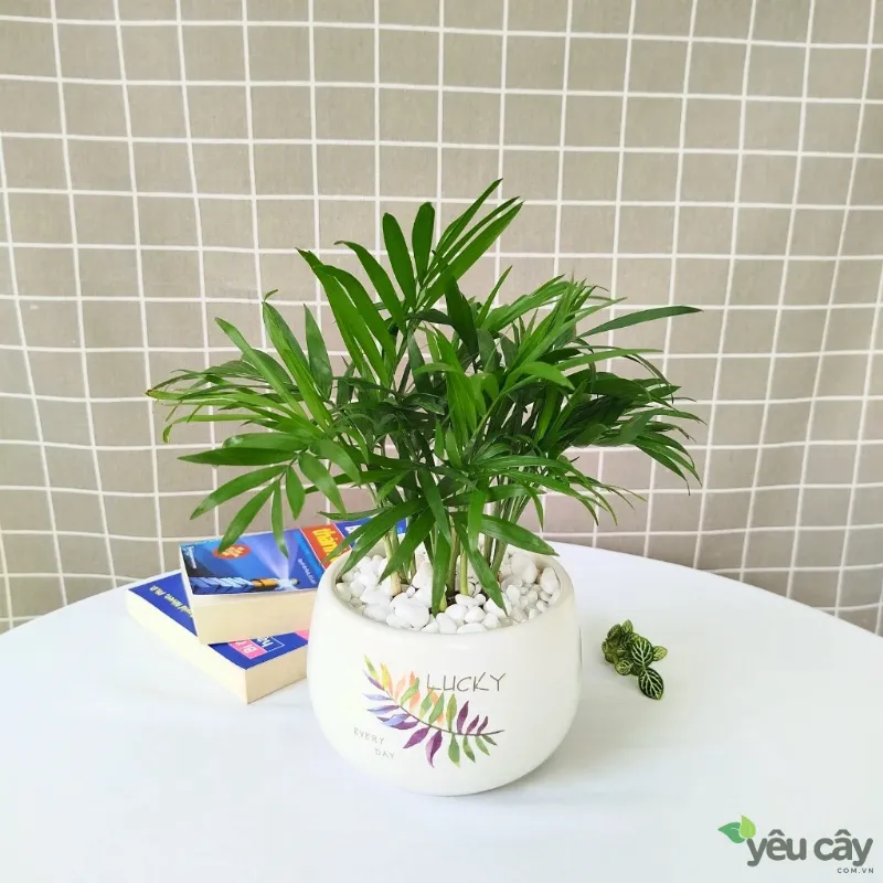 Xử lý các vấn đề thường gặp khi trồng cây cảnh trong nhà