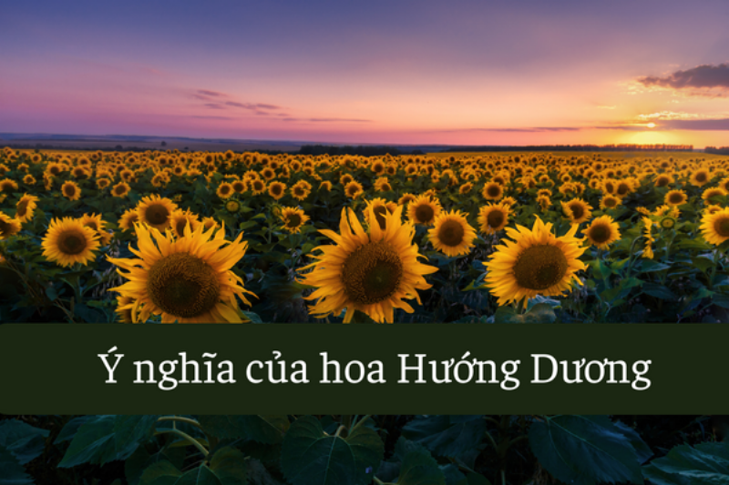 Ý nghĩa của hoa hướng dương trong tình yêu
