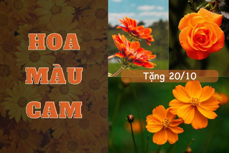 Hình ảnh cận cảnh hoa Thiên Điểu với hình dáng độc đáo như chim trời, màu sắc cam vàng rực rỡ biểu tượng tự do và khát vọng.