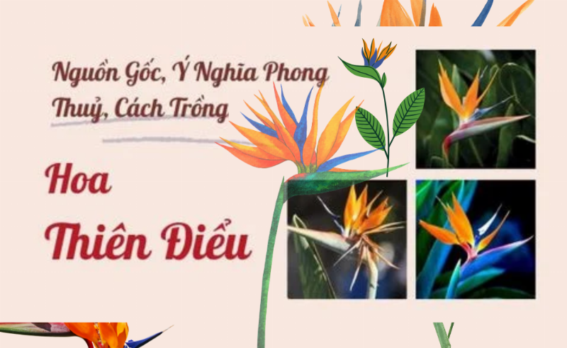 Bó hoa Thiên Điểu được cắm nghệ thuật trong bình, kết hợp cùng lá xanh, thể hiện sự độc đáo và sang trọng cho không gian nội thất.