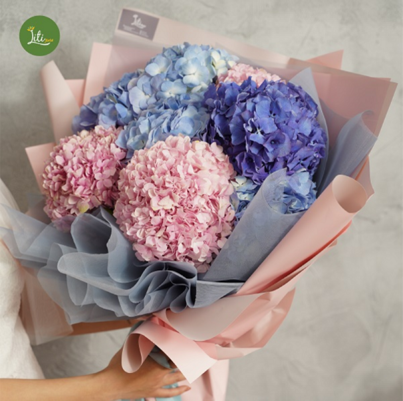 Minh họa ý nghĩa các màu sắc khác nhau của hoa cẩm tú cầu