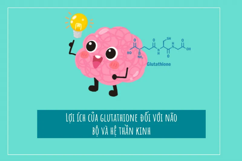 Sơ đồ minh họa vai trò của Acetylcysteine là tiền chất tạo Glutathione, chất chống oxy hóa mạnh