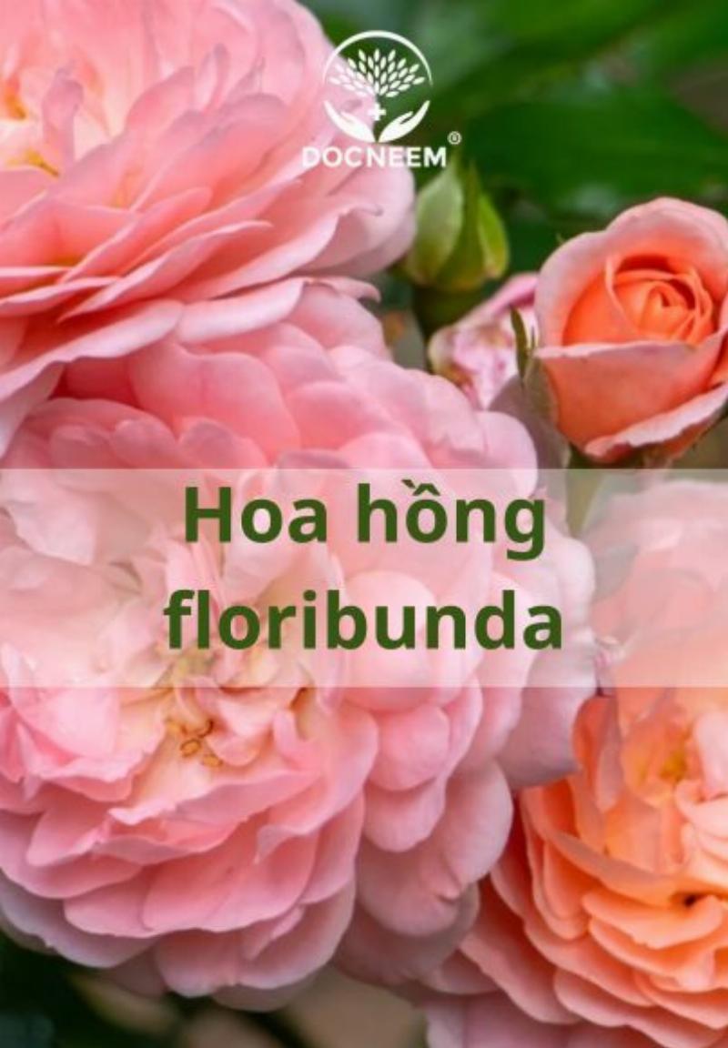 Các loại bông hồng đẹp phổ biến và đặc điểm của chúng