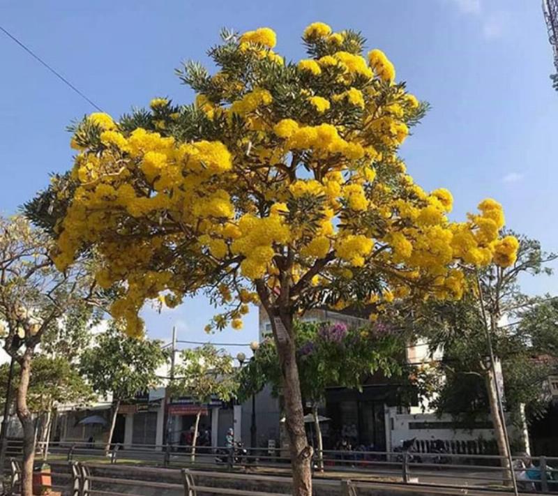 Hình ảnh minh họa các dạng tán cây che bóng mát khác nhau như tán tròn, tán xòe, tán tháp, giúp người xem dễ hình dung khi lựa chọn loại cây phù hợp