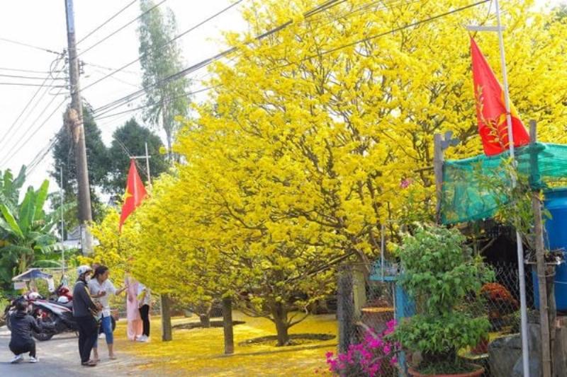 Hình ảnh người đang tưới nước hoặc kiểm tra lá cho cây hoa lan, thể hiện quy trình chăm sóc tỉ mỉ.