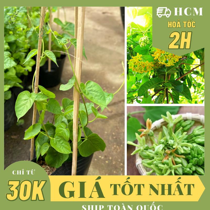 Can canh chum hoa thiên lý mau xanh nha voi huong thom diu nhe, bat mat tren gian cay