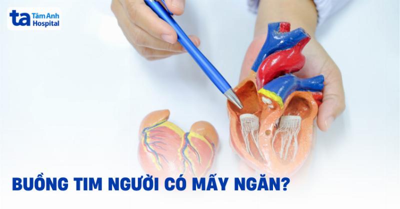 Cau tao trai tim bon ngan voi duong mau chay