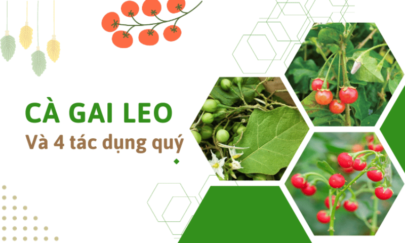 Hinh anh cay ca gai leo voi qua chin mau do, nguyen lieu quy cho san xuat thuc pham bao ve suc khoe