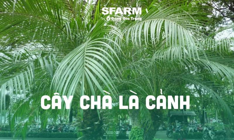 Hinh anh cay cha la canh dep duoc trong lam cay trang tri san vuon