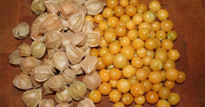 Hình ảnh cây tầm bóp với quả chín vàng cam được bao bọc trong đài hoa hình lồng đèn, mọc dại ven đường