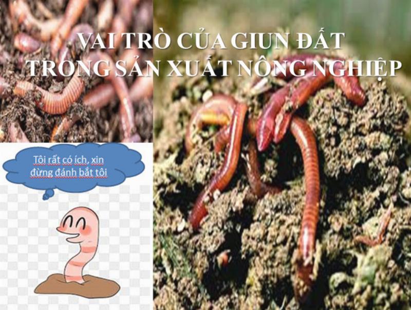 Ảnh cận cảnh đất tơi xốp với rễ cây và phân bón hữu cơ thể hiện công việc chăm sóc cây trồng là bổ sung dinh dưỡng cho đất