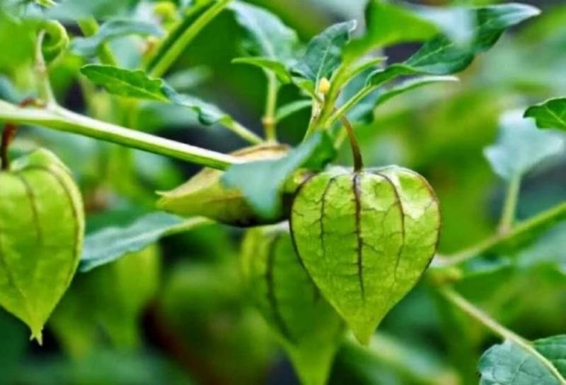 Hình ảnh minh họa quy trình sơ chế hoặc chế biến cây tầm bóp thành dạng thực phẩm chức năng hoặc dược liệu