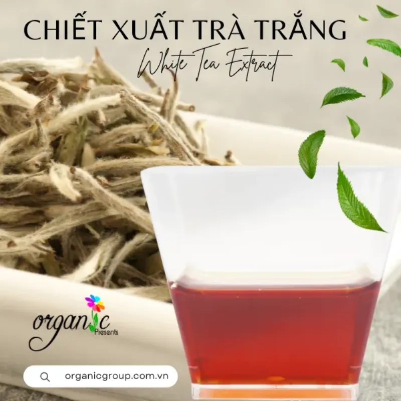 Quy trình chế biến và chiết xuất hoa trà mi thành nguyên liệu cho sản phẩm sức khỏe
