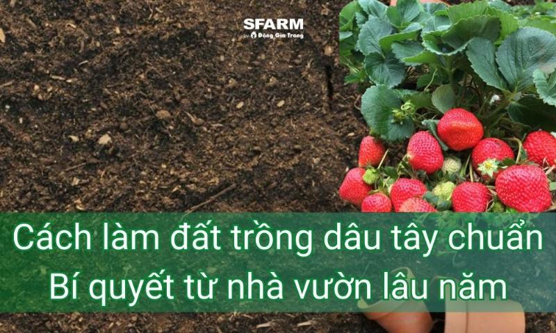 Chuẩn bị đất và chậu lý tưởng cho cách trồng dâu tây tại nhà giúp cây phát triển khỏe mạnh