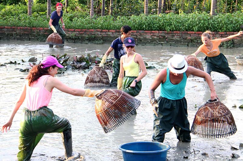 Khám phá công dụng thực tế và tiềm năng của cây mai hoàng yến liên quan đến sức khỏe qua góc nhìn chuyên gia.