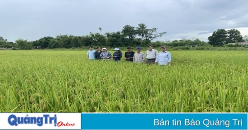 Đất đai bị ô nhiễm hóa chất ảnh hưởng đến cây trồng và nông nghiệp bền vững