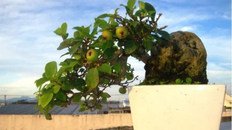Hinh anh cay sung bonsai co qua dep va y nghia