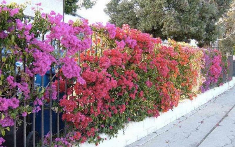 Hình ảnh hoa giấy ngũ sắc rực rỡ nhiều màu sắc biểu tượng tự nhiên đa dạng sinh học