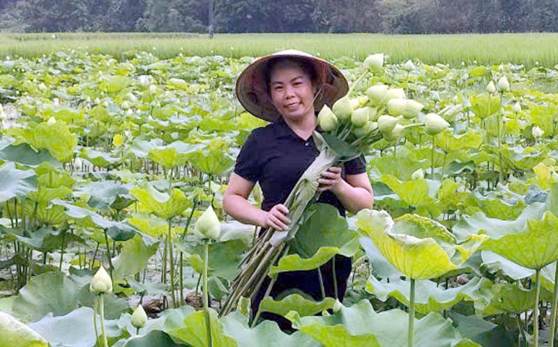 Hình ảnh minh họa cây hoa sen trắng với các bộ phận như hoa, lá, hạt, ngó, thể hiện sự đa dạng ứng dụng trong sức khỏe và gia công