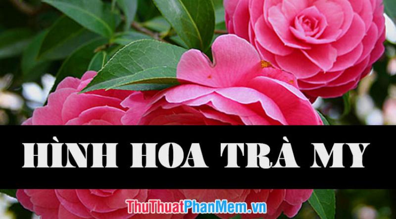 Hình ảnh hoa trà mi tuyệt đẹp trong tự nhiên, biểu tượng cho sức khỏe và vẻ đẹp thuần khiết