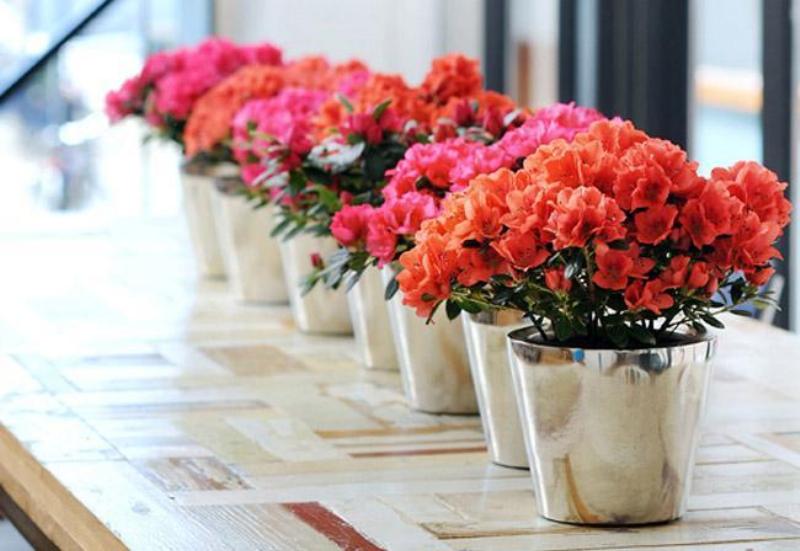 Hình ảnh hoa trúc đào với nhiều màu sắc rực rỡ, tượng trưng cho vẻ đẹp nhưng ẩn chứa độc tố nguy hiểm cần cảnh giác