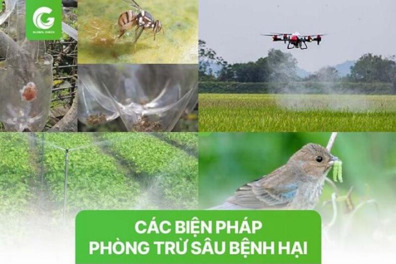 Hình ảnh một người kiểm tra lá cây tìm sâu bệnh thể hiện một trong những công việc chăm sóc cây trồng là kiểm soát dịch hại