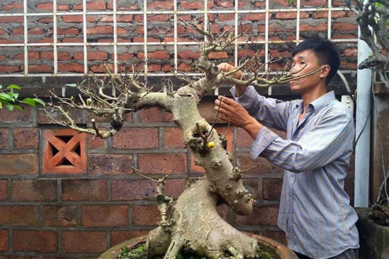 Ky thuat cat tia va tao dang cay sung bonsai