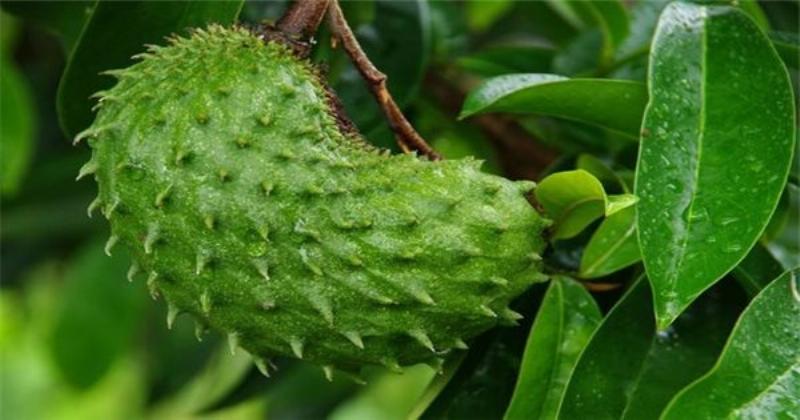 Chọn giống cau phù hợp với kỹ thuật trồng cau lấy quả để đảm bảo cây phát triển tốt và cho năng suất cao