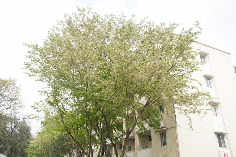 Hinh anh canh la cay sua trang voi nhung chum hoa trang nho xiu