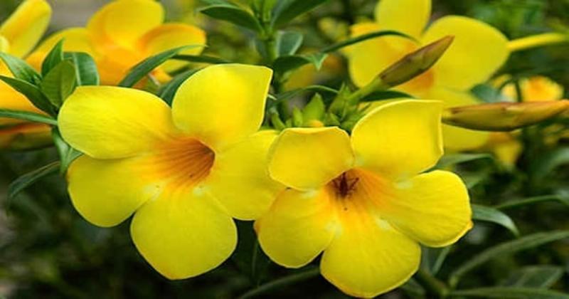 Hình ảnh cận cảnh lá cây trúc đào và nhựa trắng độc hại chảy ra khi bẻ cành