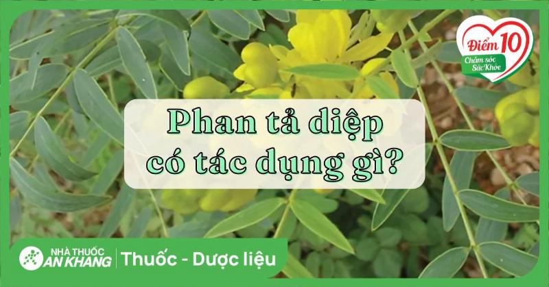 Lá phan tả diệp tươi và khô, minh họa cho hai dạng thường được sử dụng trong y học và chế biến