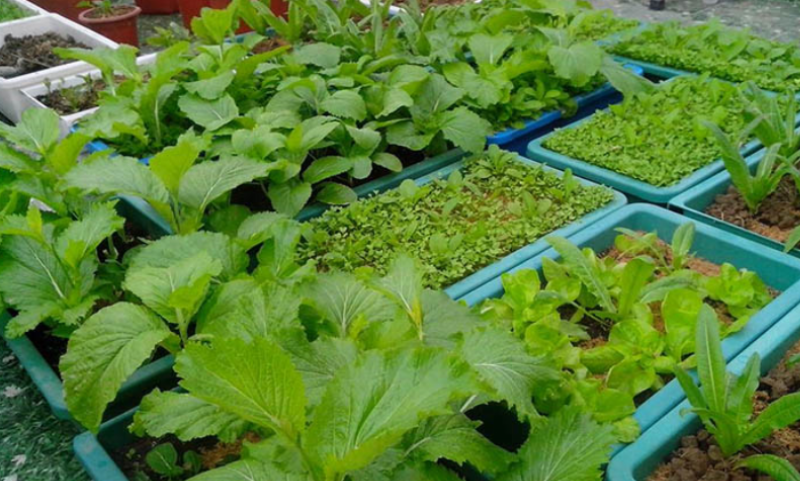 Tuyệt chiêu chọn chậu nhựa trồng cây phù hợp cho mọi loại cây từ hoa đến rau