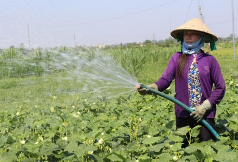 Hình ảnh một người đang tưới nước cho cây trồng thể hiện một trong những công việc chăm sóc cây trồng là tưới nước