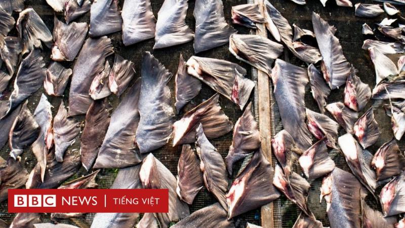 Hình ảnh minh họa các nguy cơ khi sử dụng cao hổ cốt giả hoặc không rõ nguồn gốc