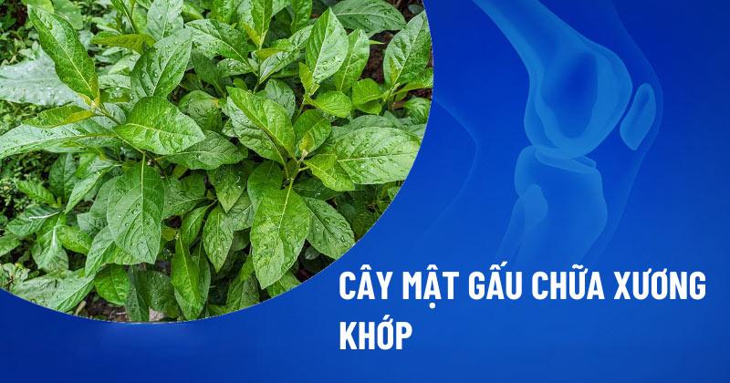 Hình ảnh minh họa lá mật gấu được kết hợp với các loại thảo dược khác trong một quy trình gia công, tượng trưng cho sự phối hợp tối ưu trong sản xuất thực phẩm bảo vệ sức khỏe.
