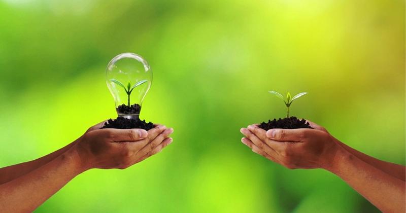 Hình ảnh rừng cây xanh tốt hấp thụ khí carbon dioxide, góp phần giảm ô nhiễm môi trường không khí