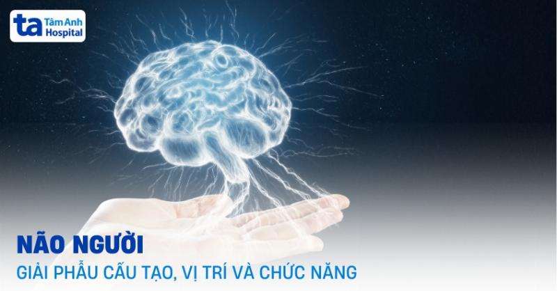 Hình ảnh minh họa sự kết nối giữa sức khỏe não bộ và khả năng trí tuệ của con người